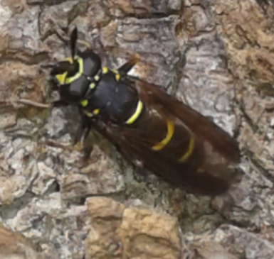 Syrphidae : maschio di Sphiximorpha subsessilis ?  S